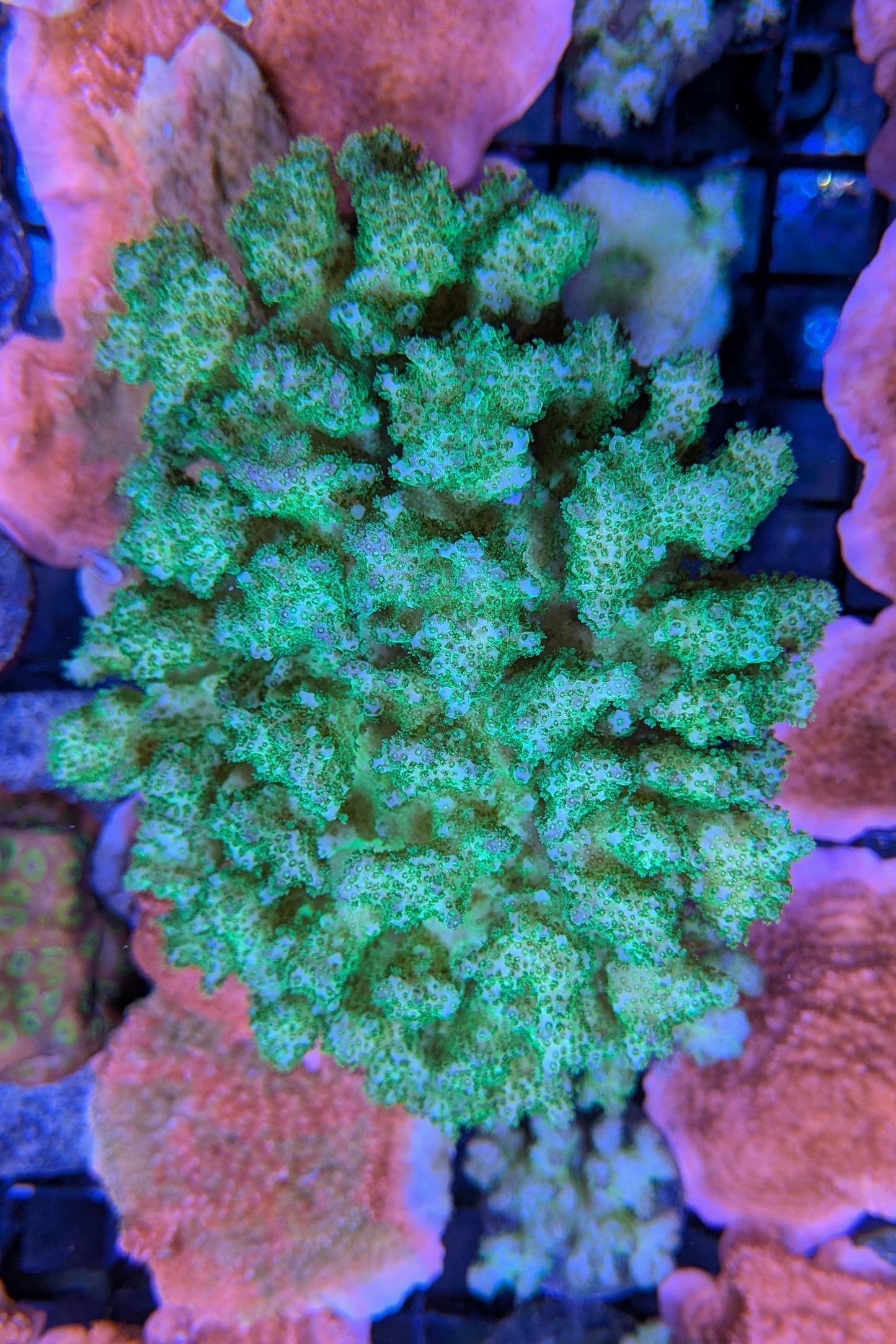 Neon Green Pocillopora Coral