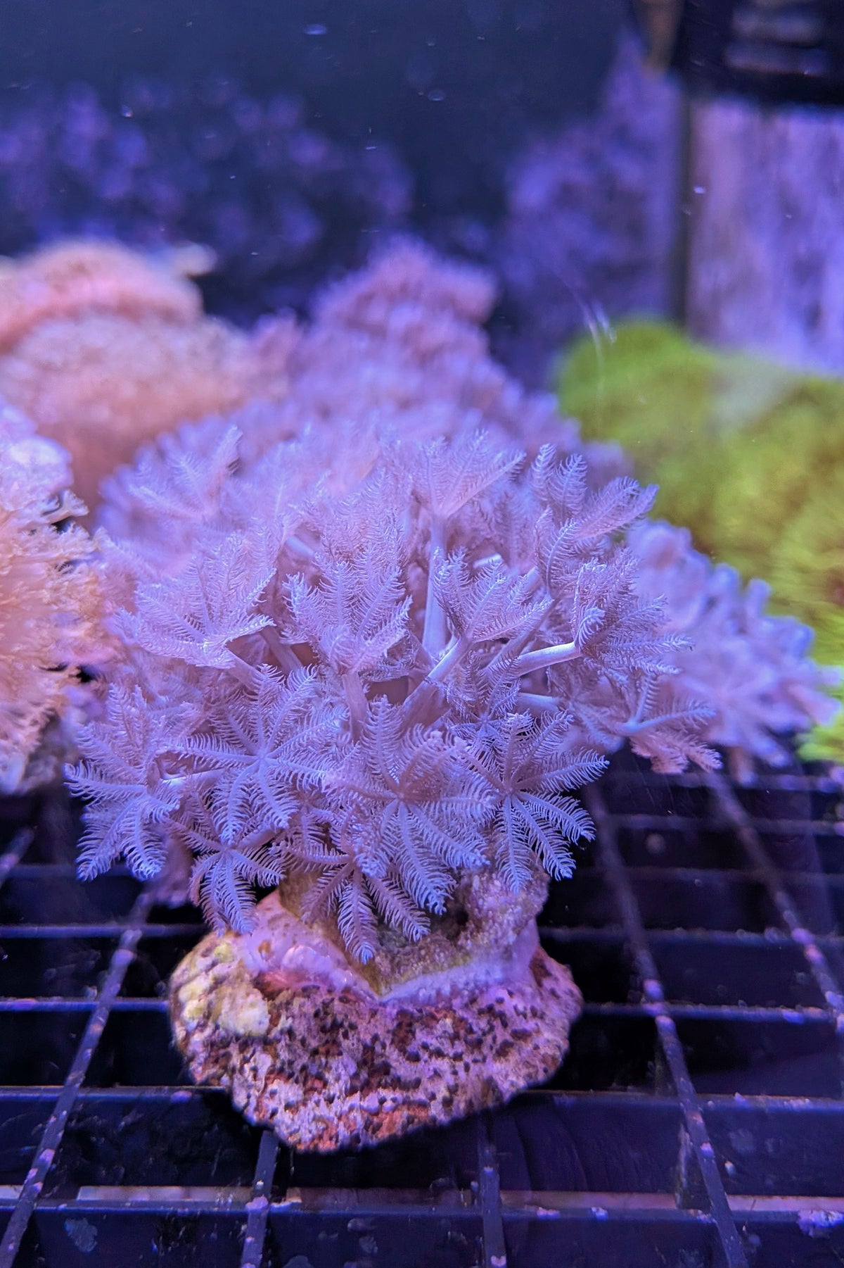 Pulsing Xenia Coral