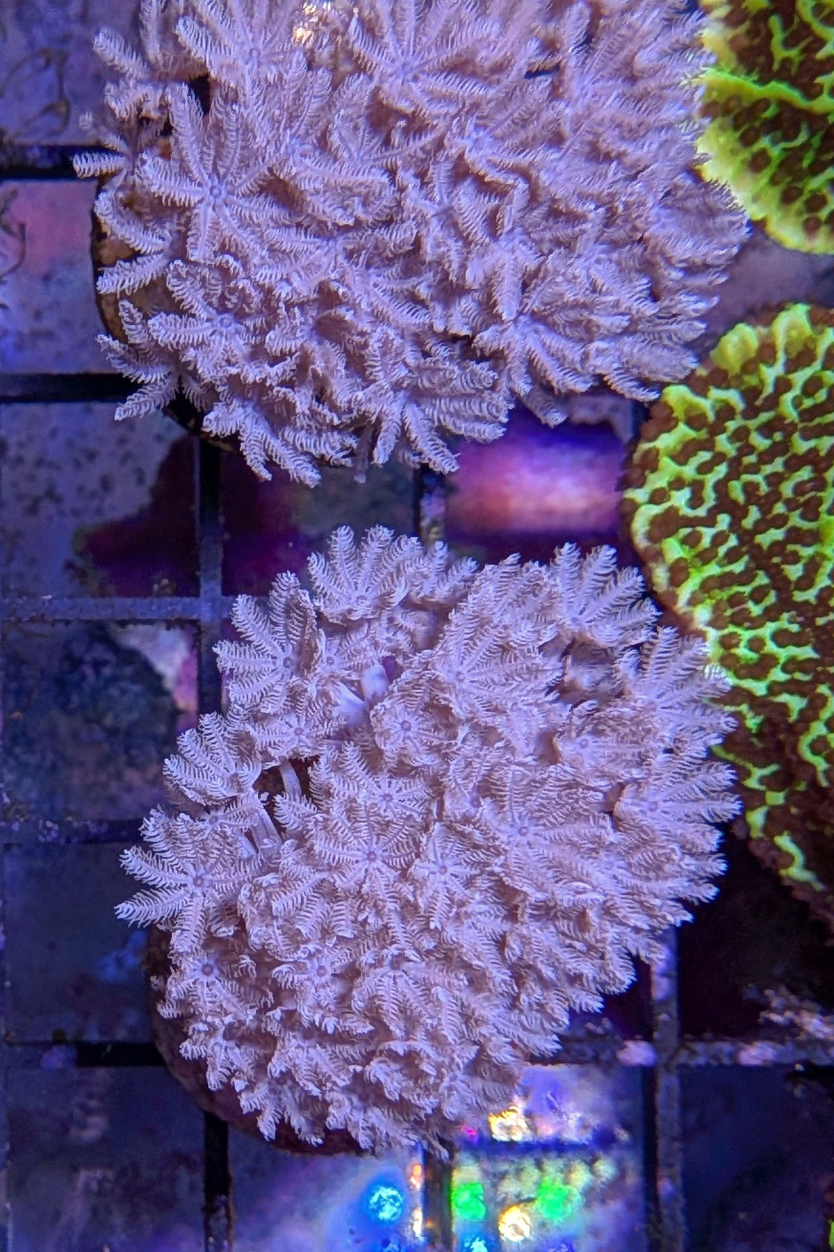 Pulsing Xenia Coral