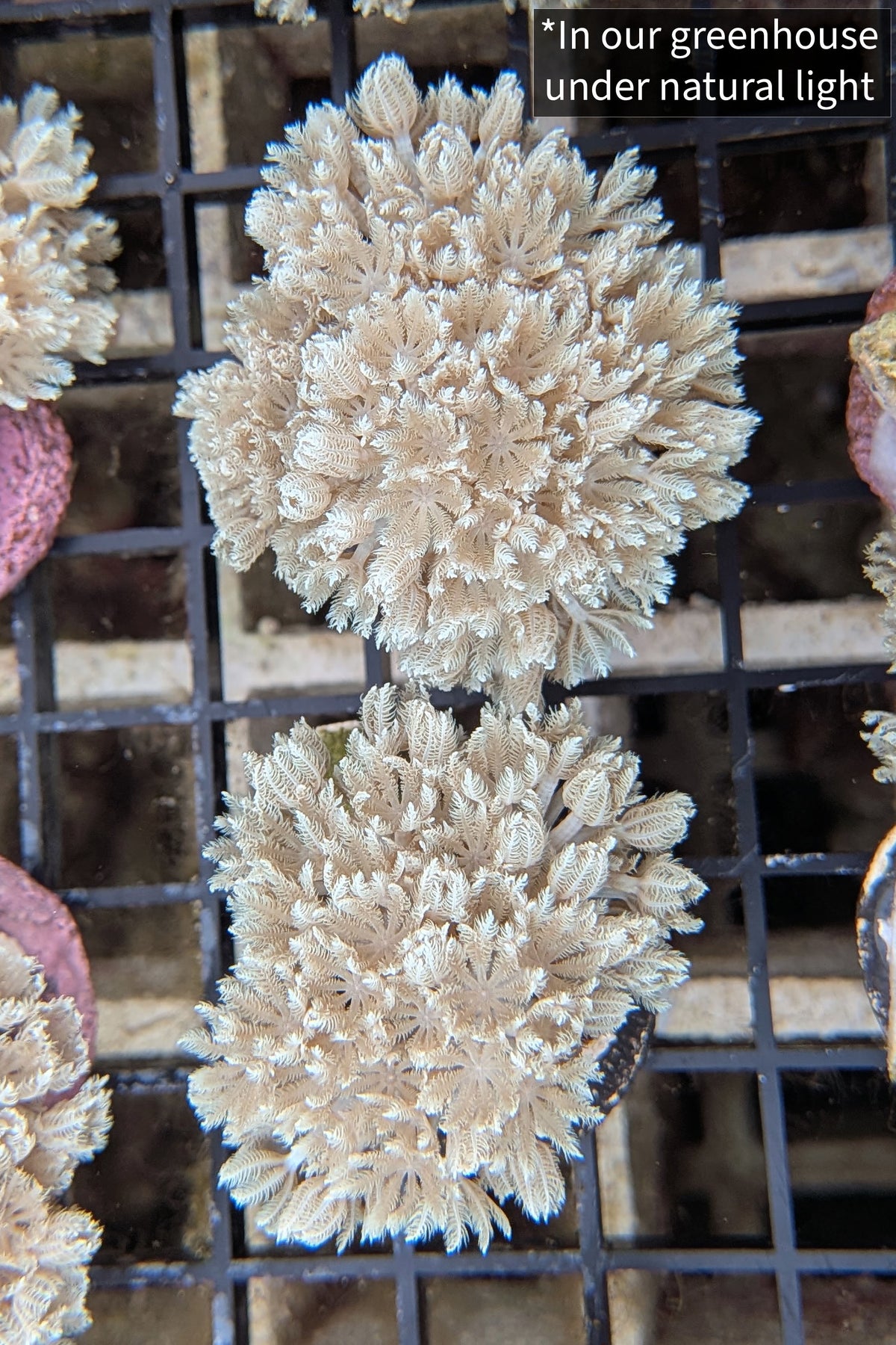 Pulsing Xenia Coral