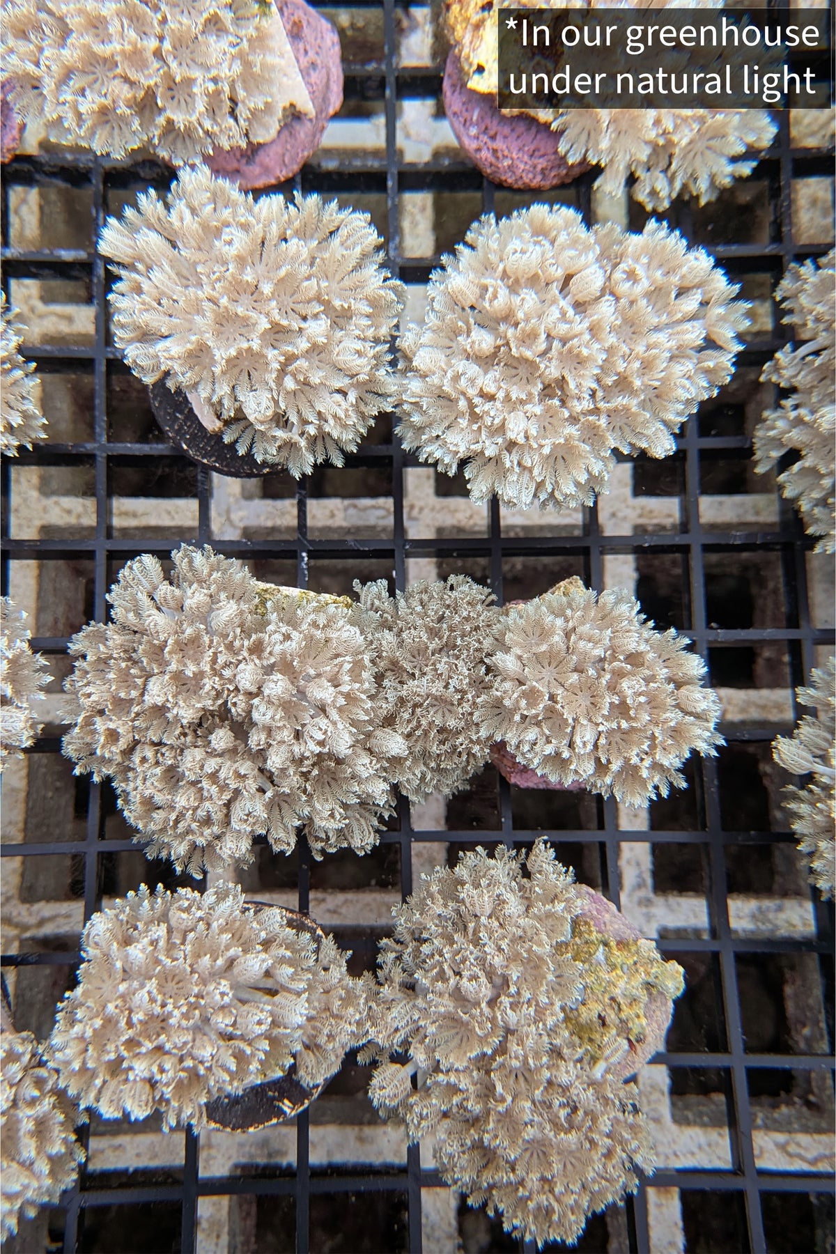 Pulsing Xenia Coral