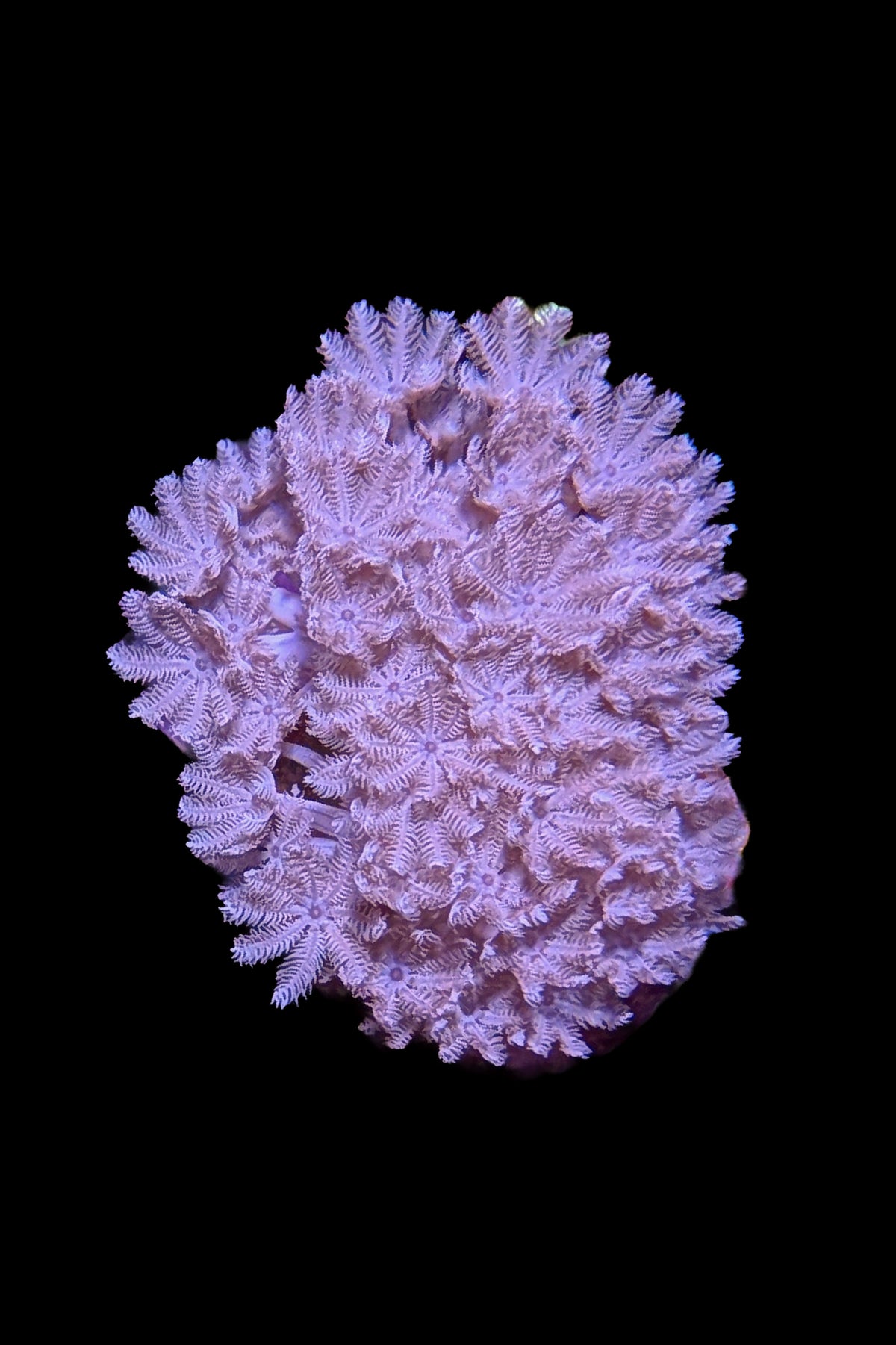 Pulsing Xenia Coral