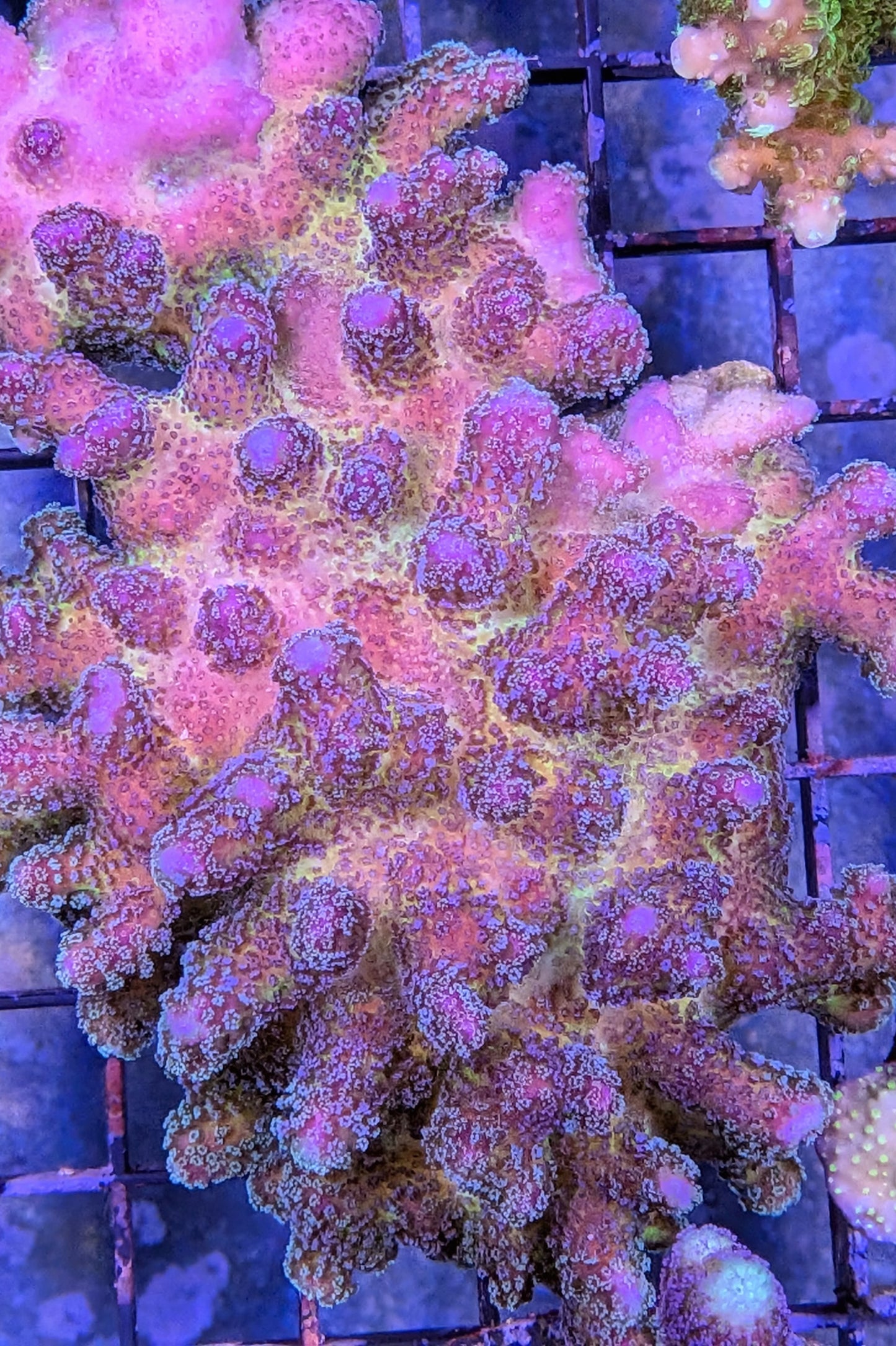 Rainbow Stylophora Coral