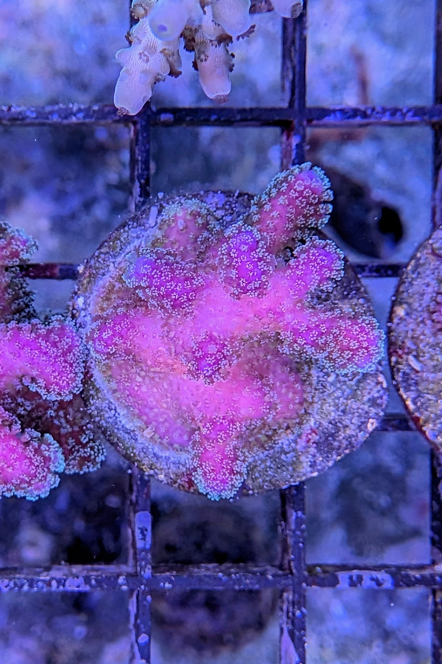 Rainbow Stylophora Coral