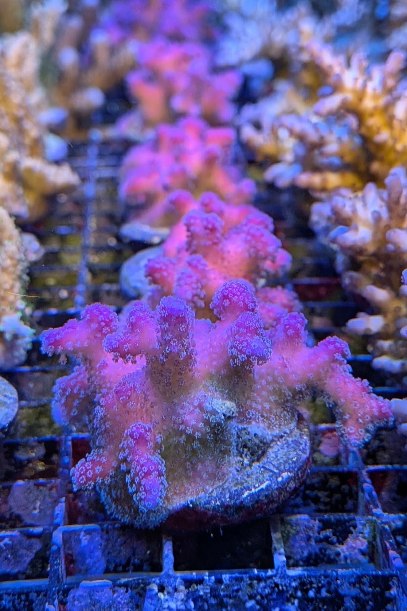 Rainbow Stylophora Coral