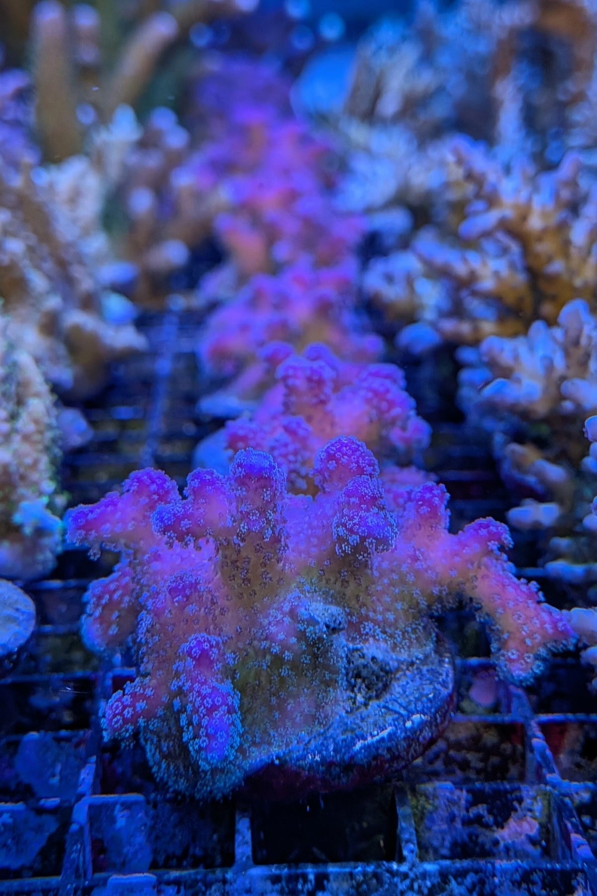Rainbow Stylophora Coral