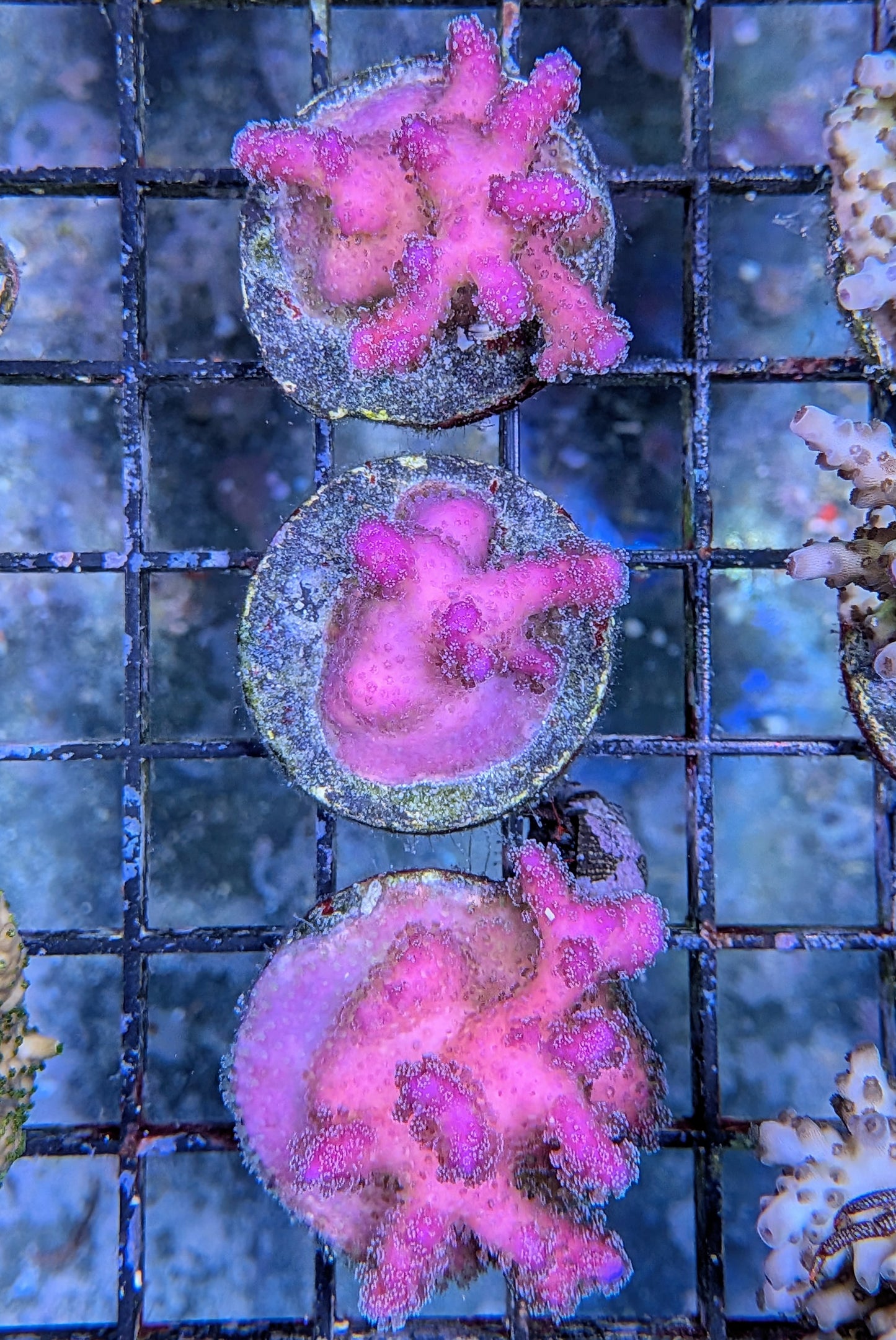 Rainbow Stylophora Coral