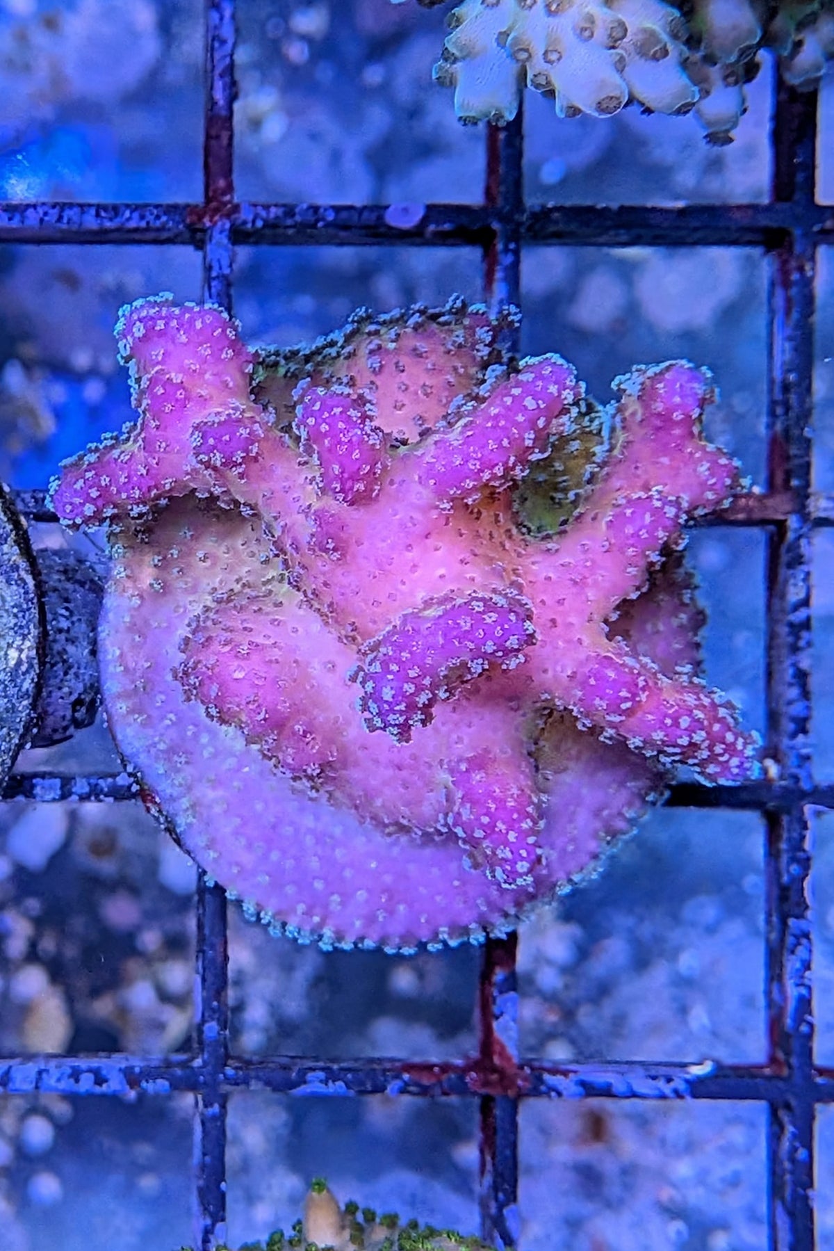 Rainbow Stylophora Coral