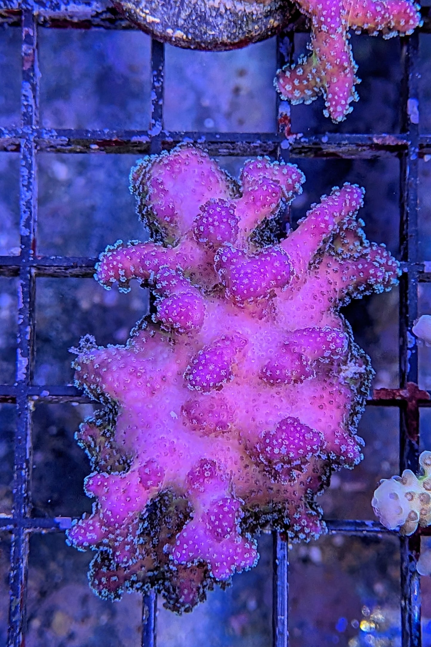 Rainbow Stylophora Coral