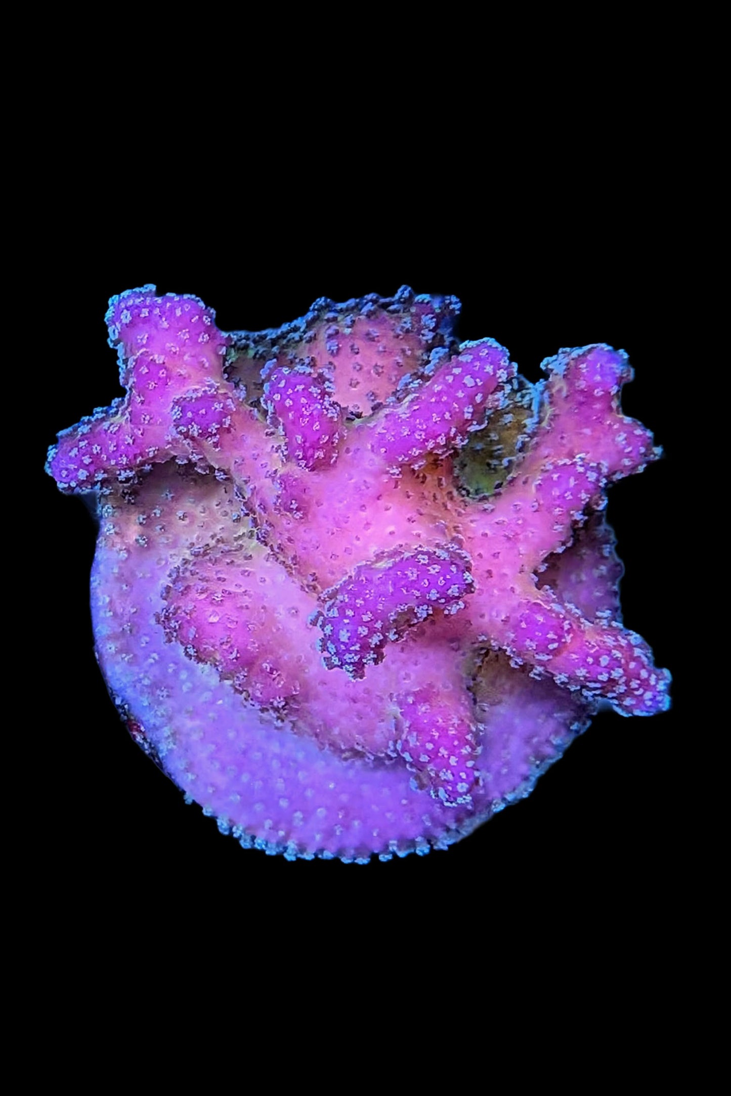 Rainbow Stylophora Coral