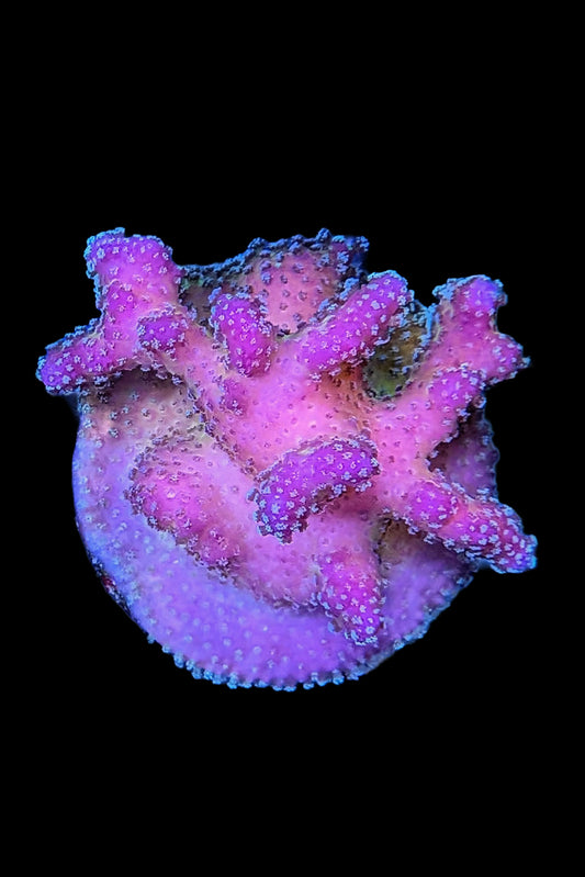 Rainbow Stylophora Coral
