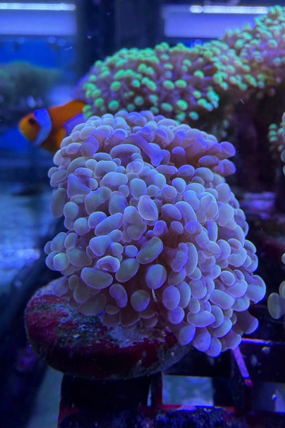 (RSCF) Golden Hammer Coral WYSIWYG