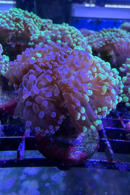 (RSCF) Bicolor Euphyllia Frogspawn Coral WYSIWYG