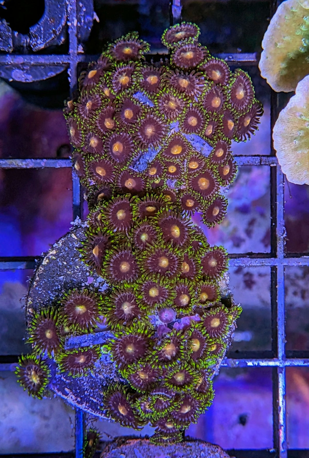 Orange, Purple & Green Zoanthid Coral