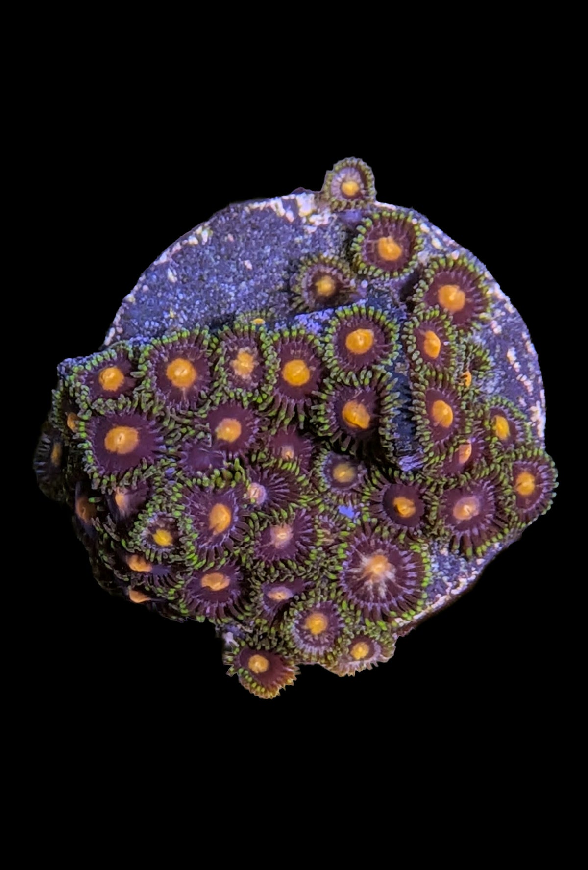 Orange, Purple & Green Zoanthid Coral