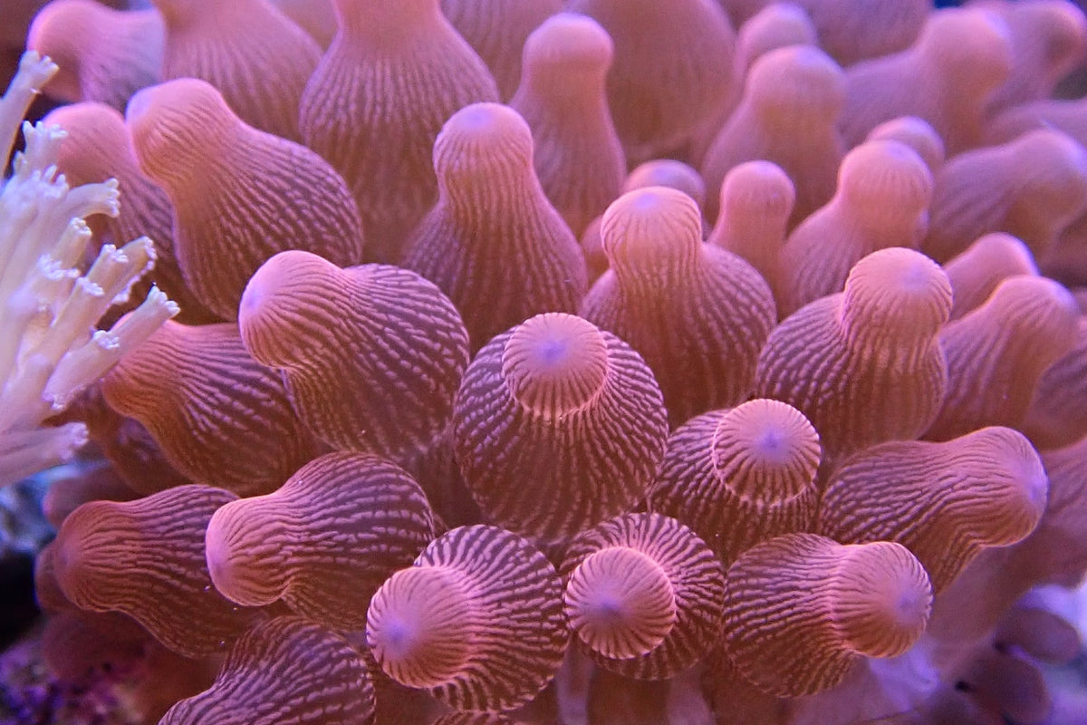Rose Bubble Tip Anemome