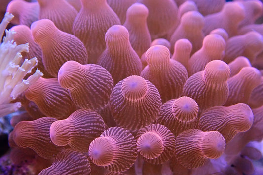 Rose Bubble Tip Anemome