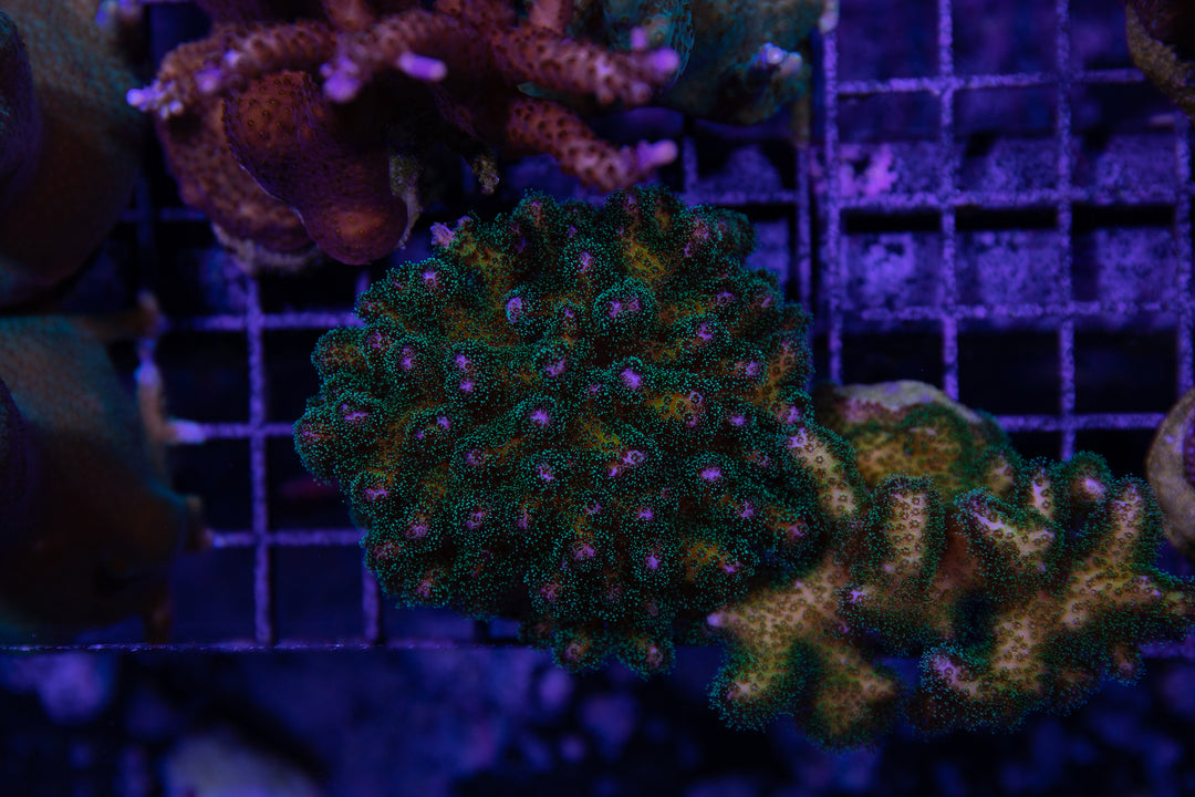 Pocillopora　zakuchiku Momong Yellow / Green Polyps Pocillopora – Reef Systems Coral Farm, Inc.