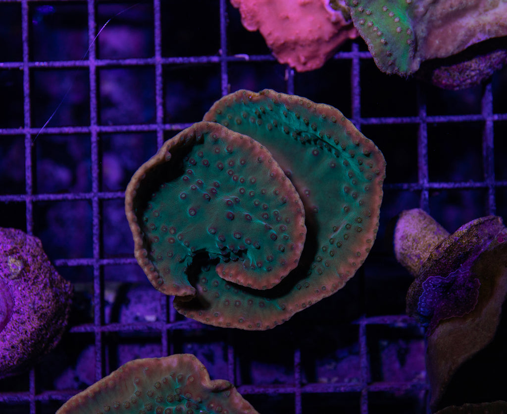 Green Scroll Coral – Reef Systems Coral Farm, Inc