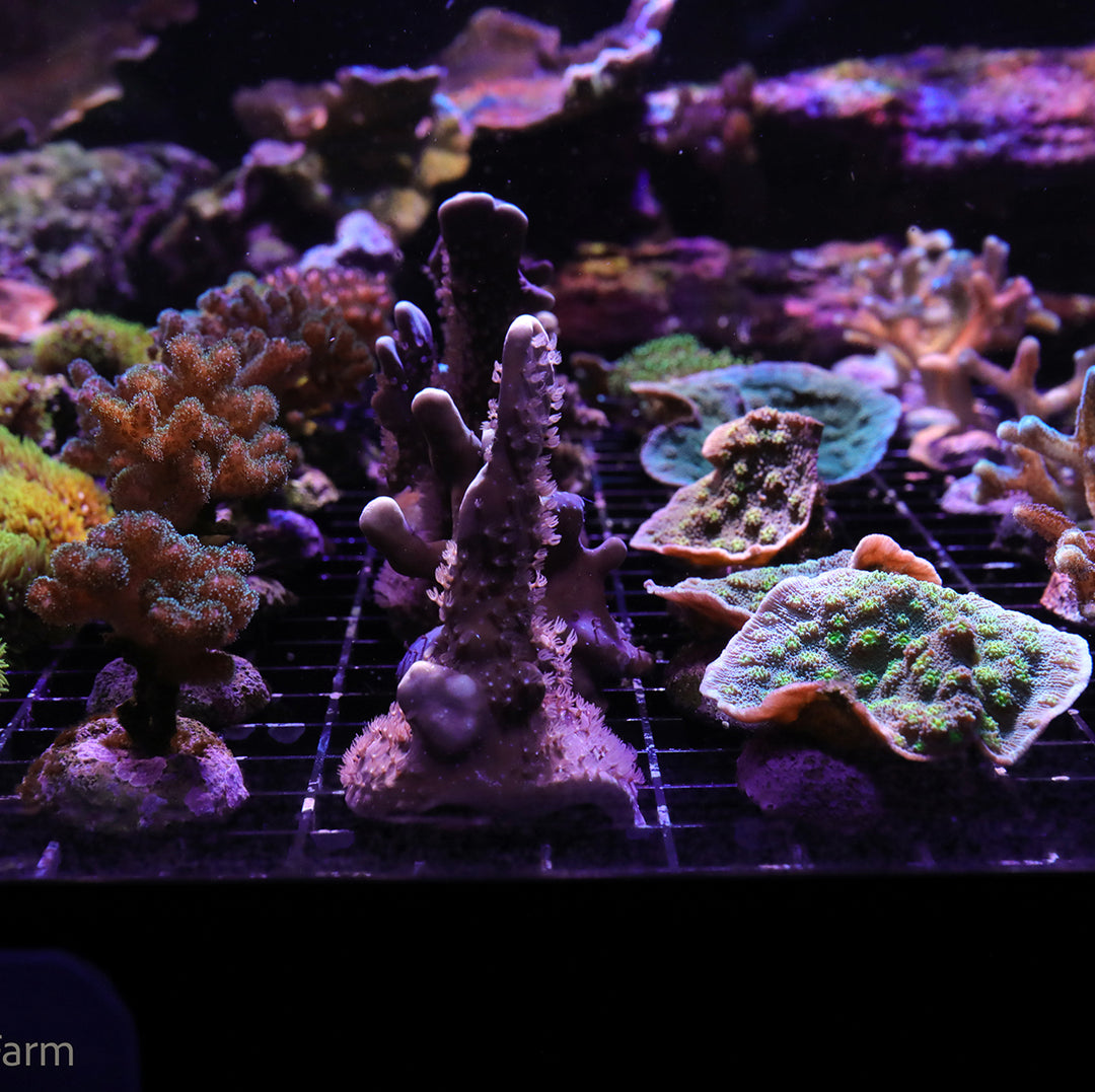 Blue Ridge Coral – Reef Systems Coral Farm, Inc.