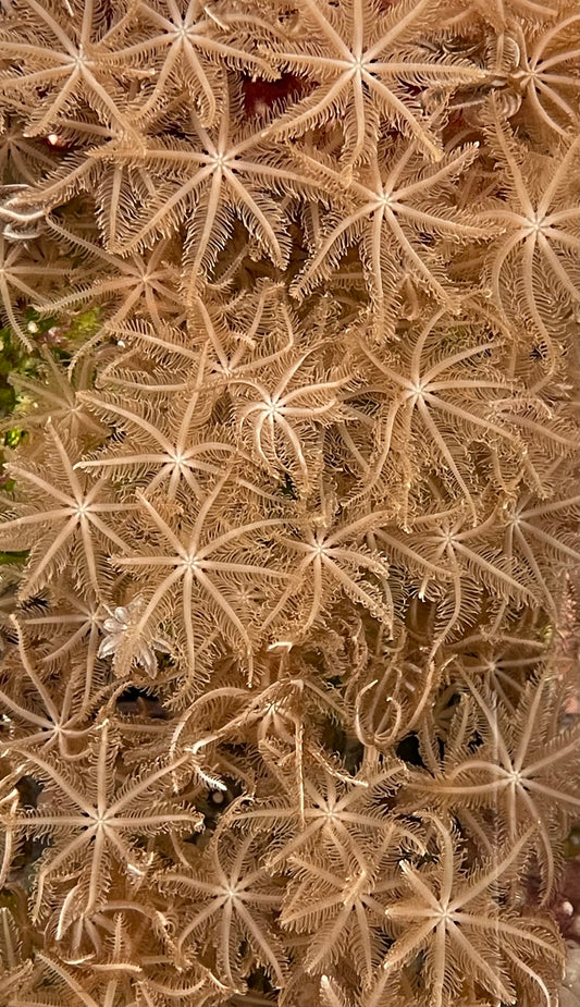 Clavularia